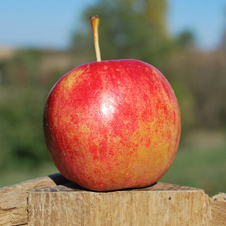 Chestnut Apple Thompsons Hillcrest Orchard