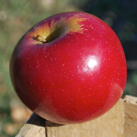 Connel Red Apple Thompsons Hillcrest Orchard