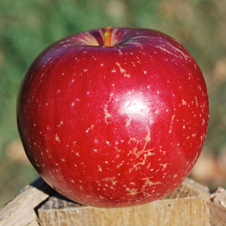 Heralred Apple Thompsons Hillcrest Orchard