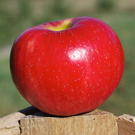 Honeycrisp Apple Thompsons Hillcrest Orchard