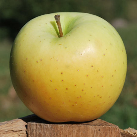 Honeygold Apple Thompsons Hillcrest Orchard
