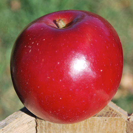 Regent Apple Thompsons Hillcrest Orchard