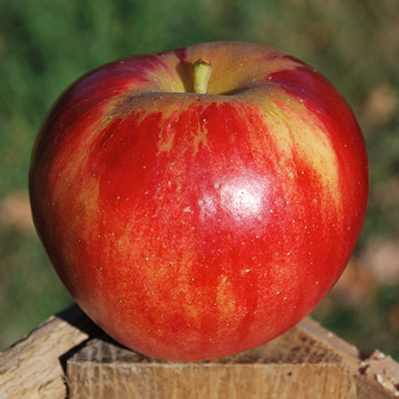Sweet Sixteen Apple Thompsons Hillcrest Orchard