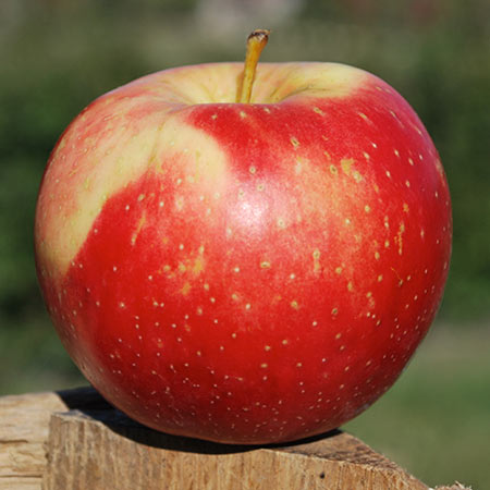 SweetTango Apple Thompsons Hillcrest Orchard
