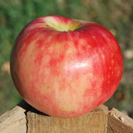 Zestar Apple Thompsons Hillcrest Orchard